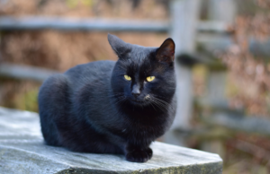 Sedini, giustizia per il gatto Nutellino ucciso a bastonate: scatta la denuncia