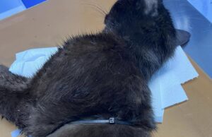 Porto Torres, gatto torturato con delle fascette: salvo per miracolo