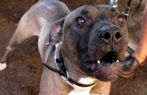 Paura a Capoterra, bimbo di 8 anni morso da un grosso cane