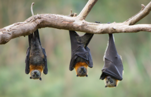 Incredibile a Tuili: pipistrelli a scuola, ma non si può intervenire