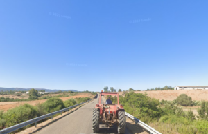 Musei, il Grig: “Vogliono tagliare gli alberi per installare pale eoliche”