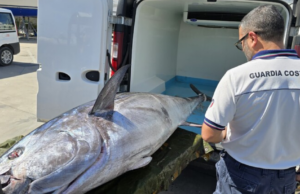 Eccezionale record a Bosa: pescato tonno di oltre 230 chili