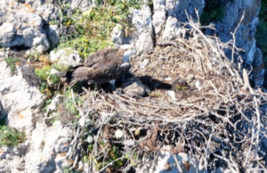 Lieta scoperta a Capo Caccia: nati due pulli di falco