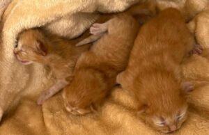 Settimo San Pietro, gesto disumano: abbandonati tre gattini dentro una busta