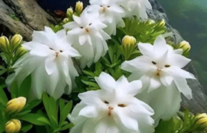 Spopola sul web il “fiore del gattino di Arixi”, ma è una bufala