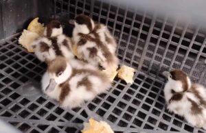 Quartu, germani reali in difficoltà tra le onde: i Carabinieri si tuffano e li salvano