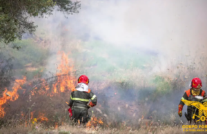 Disseccamento e incendi: la crisi delle foreste sarde