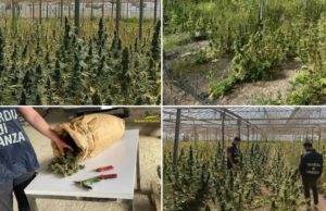 San Giovanni Suergiu: sequestrata maxi piantagione di marijuana