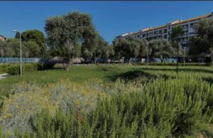 Cagliari, pino cade in via Castelli: l’albero rimosso verrà sostituito