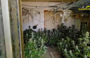 Blitz antidroga a Selargius: sequestrate 100 piante di marijuana