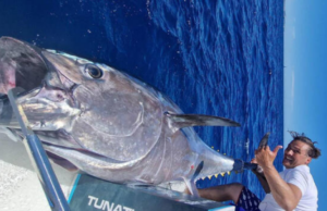 Record a Santa Teresa di Gallura: pescato tonno da 220 kg