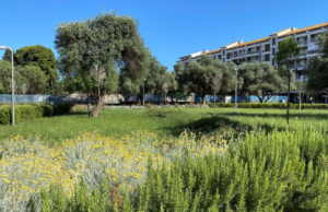 Cagliari, messa in sicurezza di un pino d’aleppo in viale Diaz