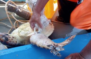 Caretta caretta avvolta dal nylon: salvata dai pescatori a Capo Caccia