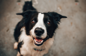 Cagliari adora gli animali domestici: il 64% ne possiede uno