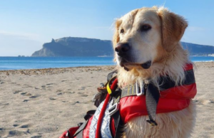 Badesi, due bagnanti in difficoltà tra le onde: salvati dal cane Aro