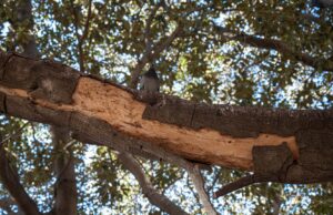Pericolo caduta per un Ficus in viale Merello: albero abbattuto