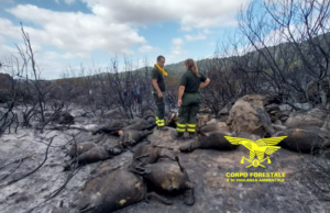 Inferno di fuoco in Sardegna: 10 incendi in una giornata