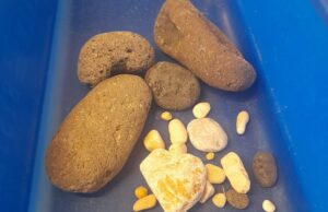 Furti di pietre da Orosei: fermata famiglia svizzera al porto di Olbia