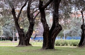 Cagliari, riqualifica di Viale Cimitero: nuova area verde da 8000 m² giardino cagliari viale cimitero