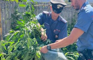 Coltivano canapa indica: due arresti a Flumini di Quartu