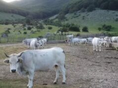 Sardegna agricola in ginocchio: “Subito piano di rilancio o sarà il collasso” lingua blu bovini