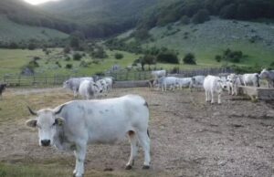 Lingua blu, parte la vaccinazione sierotipo 8 sui bovini lingua blu bovini