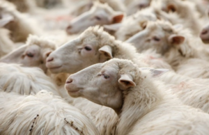 Blue Tongue, in Sardegna nessun blocco alla movimentazione