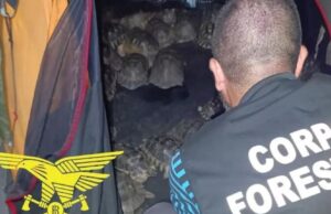 San Teodoro, trovate 54 tartarughe detenute illegalmente in una tenda