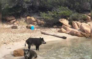 Cinghiale morde bimbo all’Isola di Spargi: il piccolo sta bene Spargi cinghiale