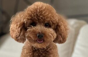 Sparito e ritrovato a Settimo il barboncino George, ma il caso è un giallo