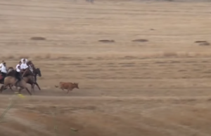 Caccia alla giovenca, l’Oipa chiede l’annullamento dell’evento