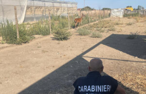 Cervo rinchiuso in un recinto privato: denunciato un cagliaritano