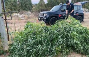 Sestu, nella serra con 140 piante di cannabis e 40 chili di marijuana: arrestato