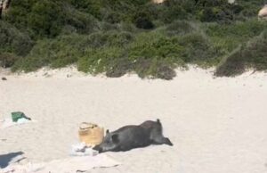 Cinghiale ruba il pranzo ai turisti alla Maddalena, è ancora polemica