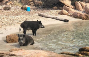 Abbattimeno cinghiali a Spargi: animalisti diffidano il Sindaco