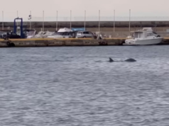 Cagliari, spettacolo a Su Siccu: delfini danzano tra le onde | Video