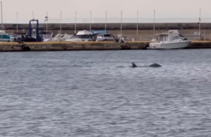 Cagliari, spettacolo a Su Siccu: delfini danzano tra le onde | Video