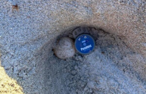 Capo Comino, trovato un nido di Caretta Caretta sulla spiaggia