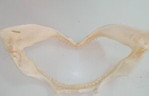 Vende mandibola di squalo e coralli: denunciato in Ogliastra