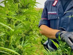 Villacidro, torna nel terreno dopo anni e trova una piantagione di marijuana