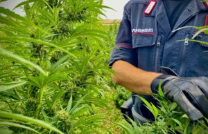 Borore, coltivava illegalmente quasi 2mila piante di marijuana: arrestato