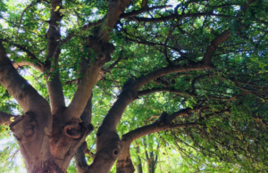 Cagliari, disposte nuove analisi in viale Merello dopo la caduta del ficus