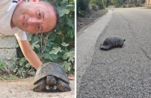 Giagoni come la Canalis: salvata una tartaruga in strada