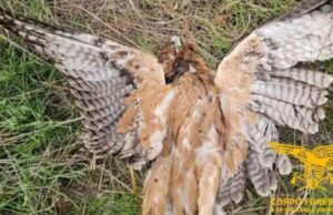 Aquila di Bonelli abbattuta a Ozieri: scatta l’indagine
