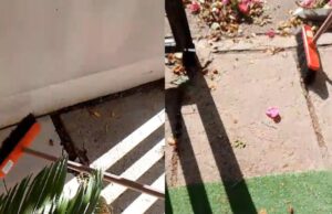 Le blatte invadono e infestano le case: è emergenza a San Gavino blatte san gavino