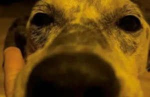 Bono, addio al cane Alex: venne pestato da alcuni ragazzini