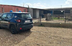 Villacidro, cani randagi devastano un allevamento: uccise 150 pecore