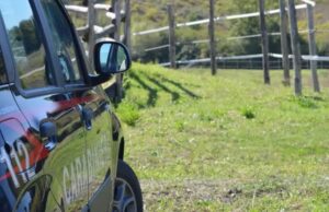 Talana, scovata piantagione di marijuana: caccia ai responsabili carabinieri arzana lanusei