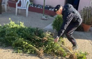 Sestu, coltivava marijuana nel terreno dello zio: arrestato un 38enne