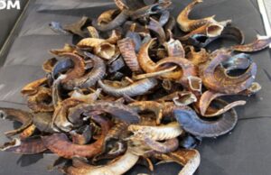 Da Tunisi a Cagliari, fermato traffico illecito di corna di montone corna di montone